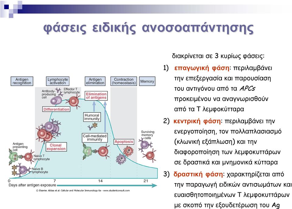 τον πολλαπλασιασµό (κλωνική εξάπλωση) και την διαφοροποίηση των λεµφοκυττάρων σε δραστικά και µνηµονικά κύτταρα 3) δραστική