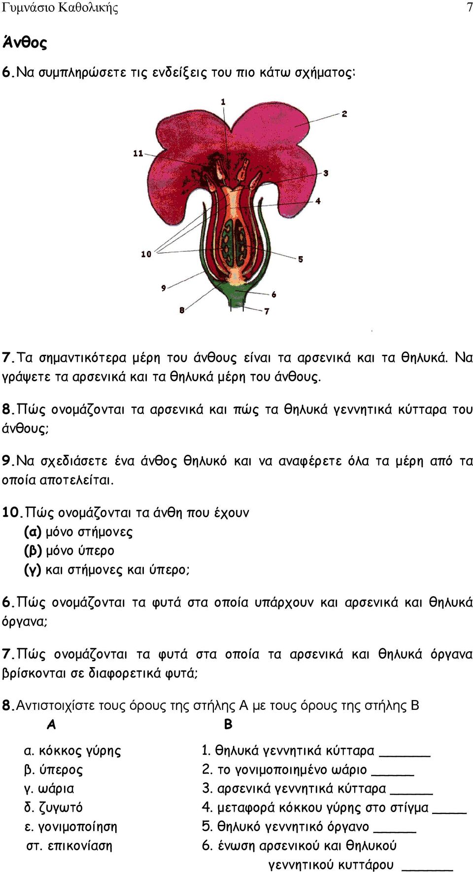 Να σχεδιάσετε ένα άνθος θηλυκό και να αναφέρετε όλα τα μέρη από τα οποία αποτελείται. 10.Πώς ονομάζονται τα άνθη που έχουν (α) μόνο στήμονες (β) μόνο ύπερο (γ) και στήμονες και ύπερο; 6.