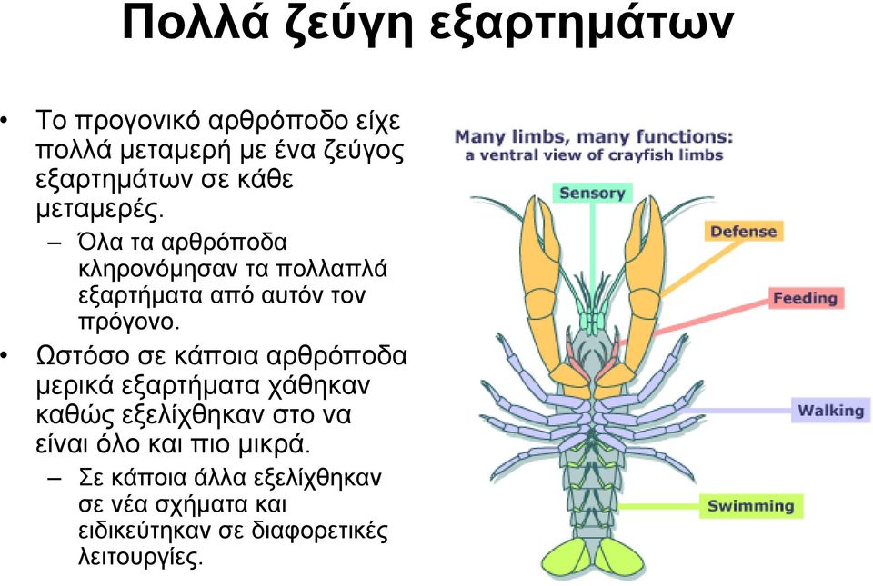 Ωστόσο σε κάποια αρθρόποδα μερικά εξαρτήματα χάθηκαν καθώς εξελίχθηκαν στο να είναι όλο και