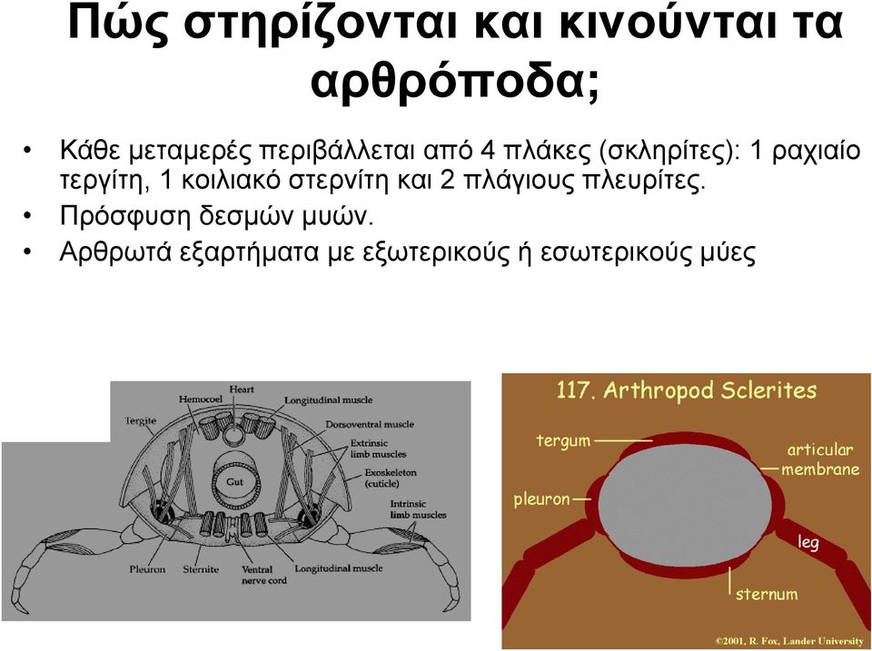 κοιλιακό στερνίτη και 2 πλάγιους πλευρίτες.