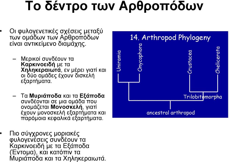 Τα Μυριάποδα και τα Εξάποδα συνδέονται σε μια ομάδα που ονομάζεται Μονοσκελή, γιατί έχουν μονοσκελή εξαρτήματα και παρόμοια