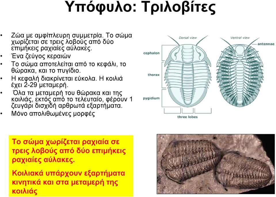 Η κοιλιά έχει 2-29 μεταμερή.