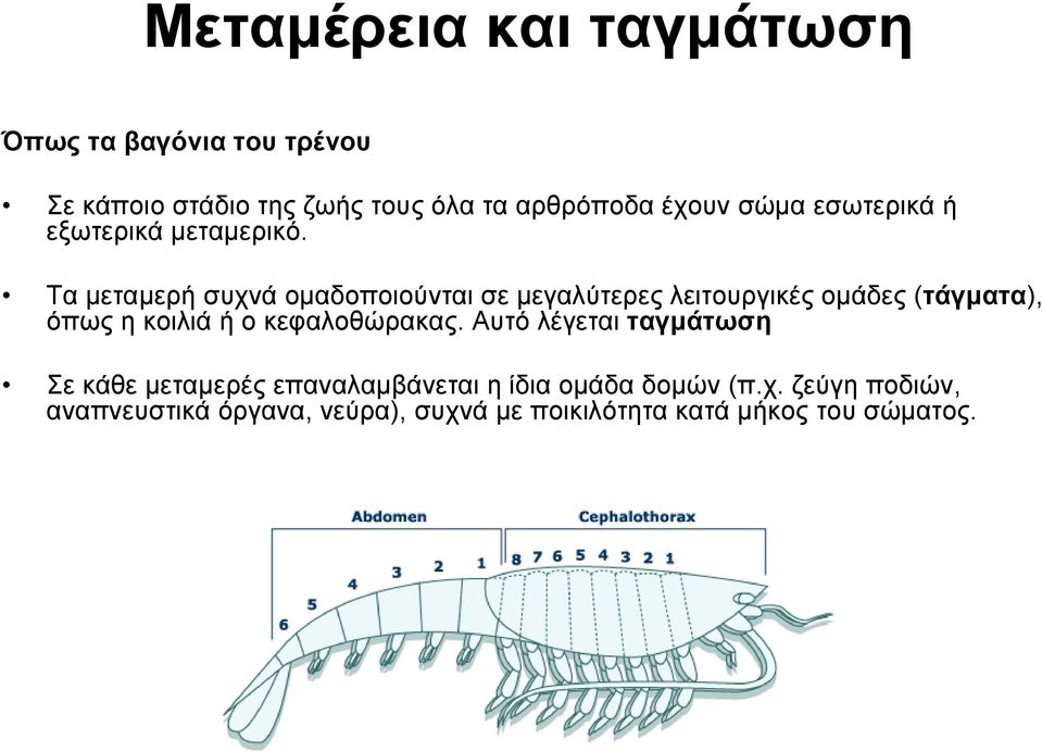 Τα μεταμερή συχνά ομαδοποιούνται σε μεγαλύτερες λειτουργικές ομάδες (τάγματα), όπως η κοιλιά ή ο