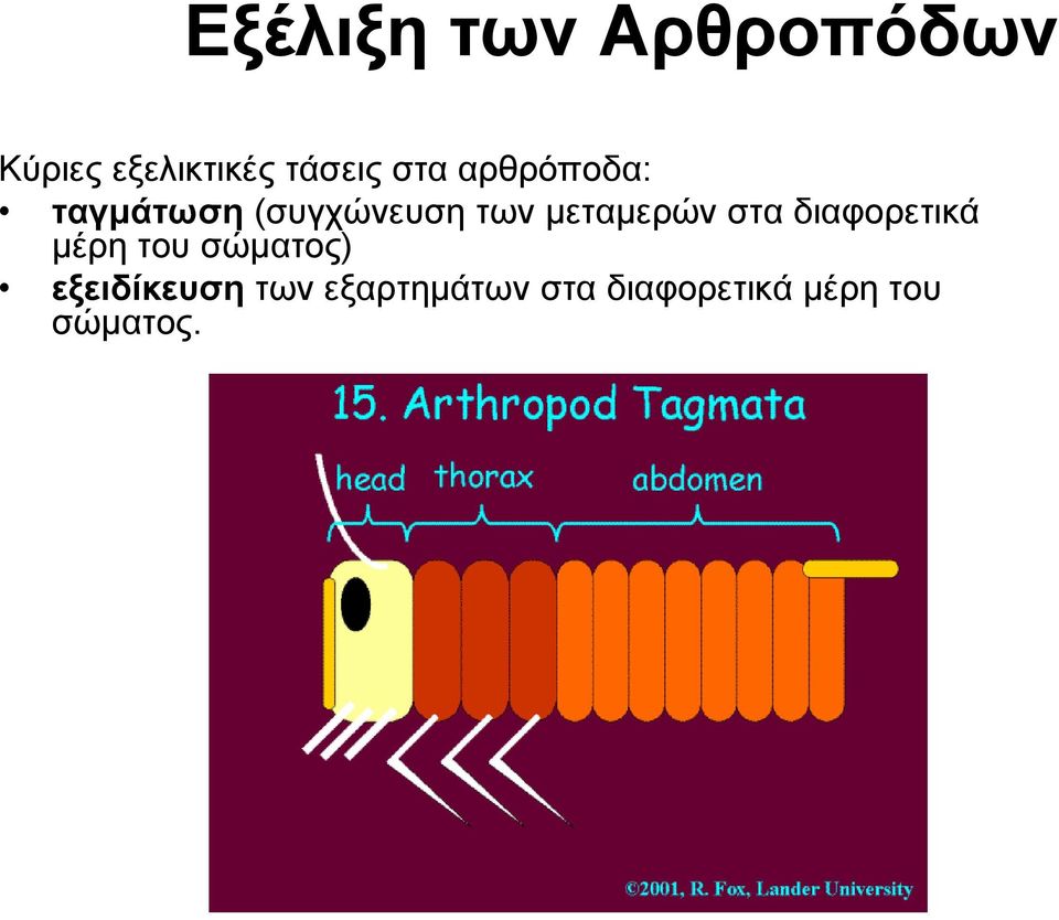 μεταμερών στα διαφορετικά μέρη του σώματος)