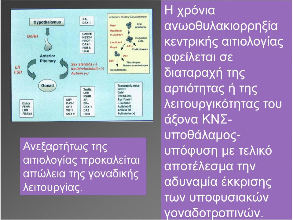 Η χρόνια ανωοθυλακιορρηξία κεντρικής αιτιολογίας οφείλεται σε διαταραχή