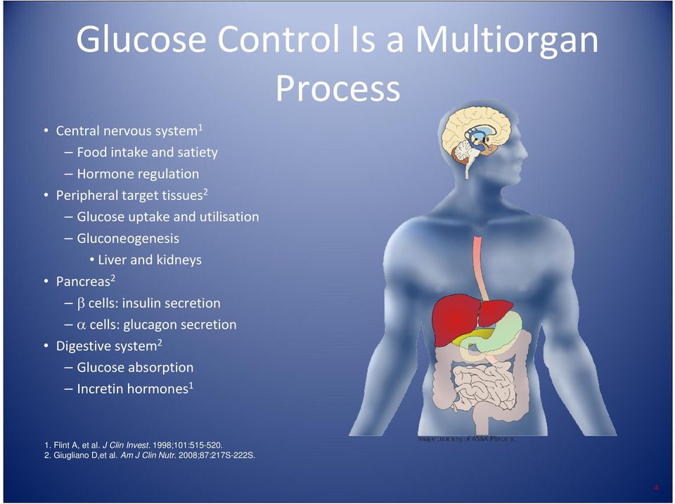 cells: insulin secretion α cells: glucagon secretion Digestive system 2 Glucose absorption Incretin hormones