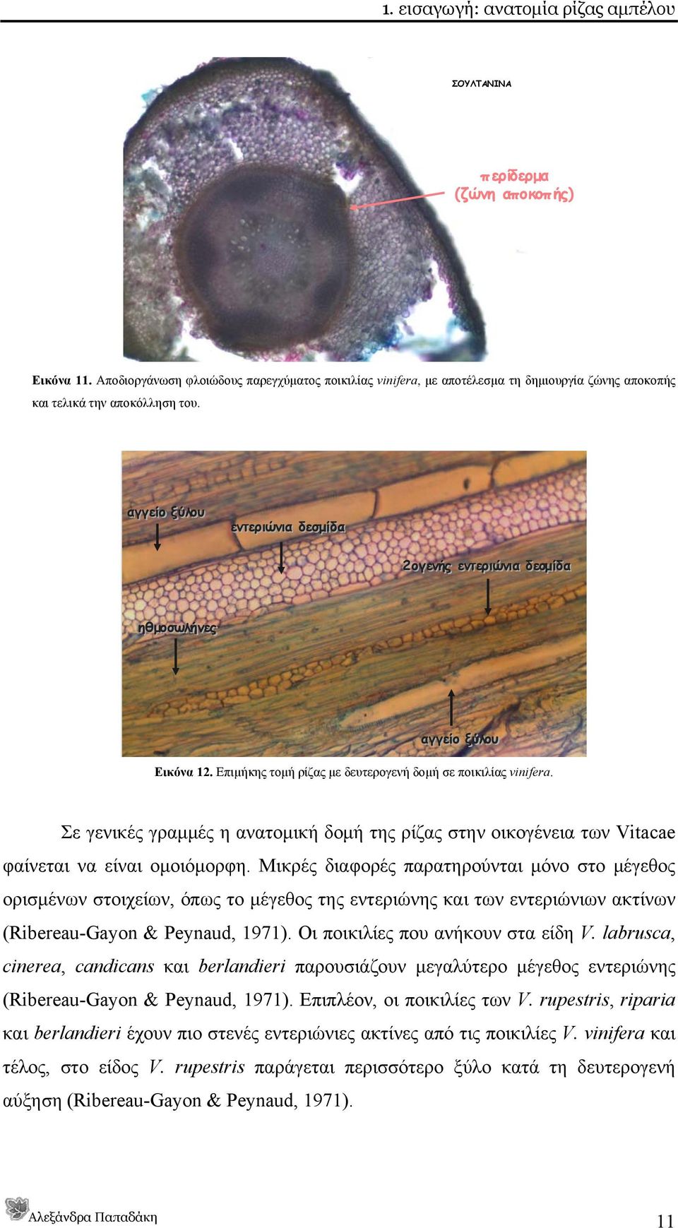 αγγείο ξύλου εντεριώνια δεσμίδα 2ογενής εντεριώνια δεσμίδα ηθμοσωλήνες αγγείο ξύλου Εικόνα 12. Επιμήκης τομή ρίζας με δευτερογενή δομή σε ποικιλίας vinifera.