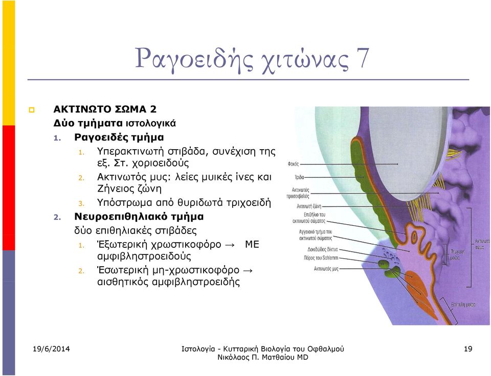 Ακτινωτός μυς: λείες μυικές ίνες και Ζήνειος ζώνη 3. Υπόστρωμα από θυριδωτά τριχοειδή 2.