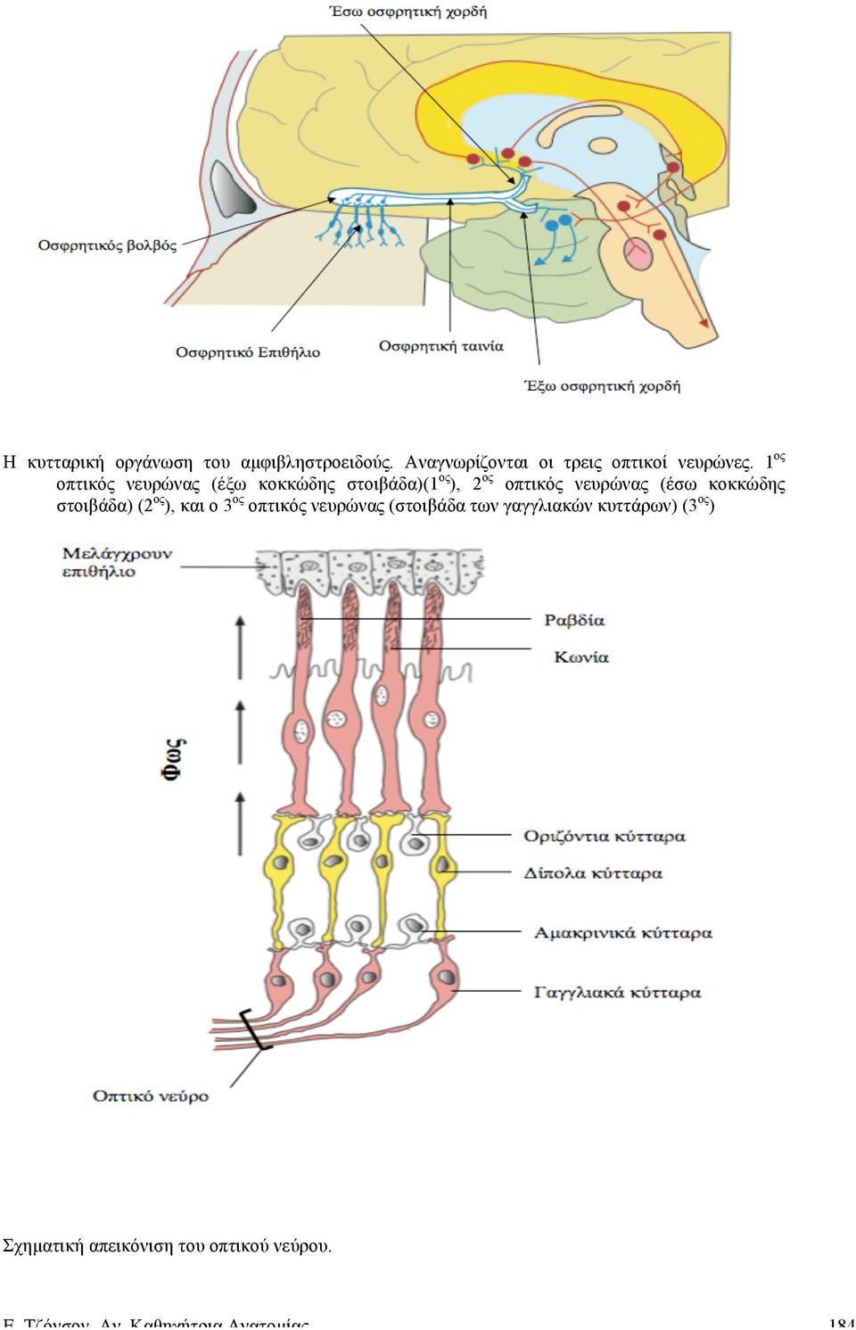 κοκκώδης στοιβάδα) (2 ος ), και ο 3 ος οπτικός νευρώνας (στοιβάδα των γαγγλιακών