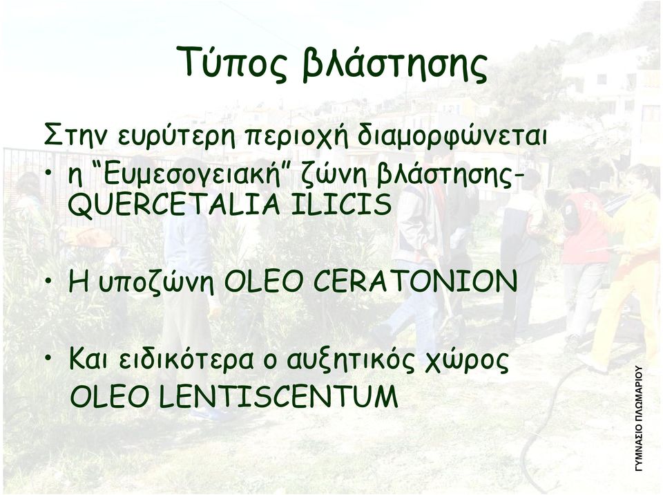 QUERCETALIA ILICIS Η υποζώνη OLEO CERATONION Και