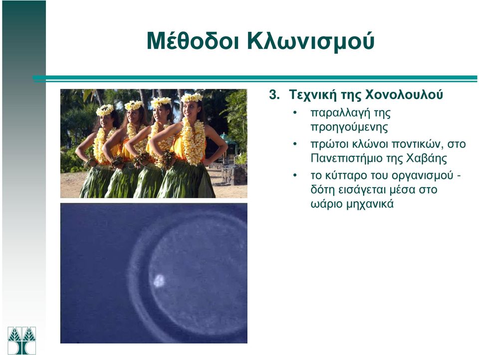 προηγούµενης πρώτοι κλώνοι ποντικών, στο