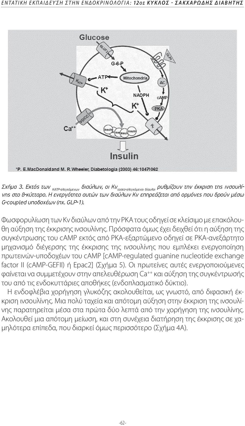 Η ενεργότητα αυτών των διαύλων Κv επηρεάζεται από ορµόνες που δρούν µέσω G-coupled υποδοχέων (πχ. GLP-1).