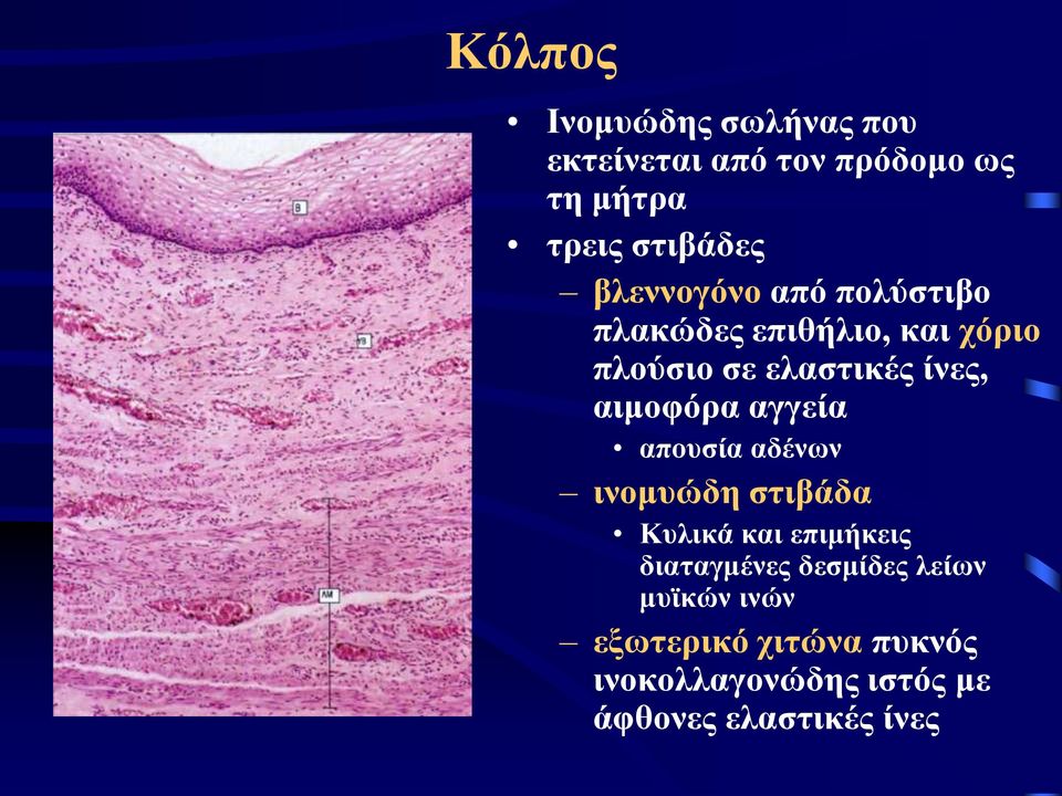 αιμοφόρα αγγεία απουσία αδένων ινομυώδη στιβάδα Κυλικά και επιμήκεις διαταγμένες