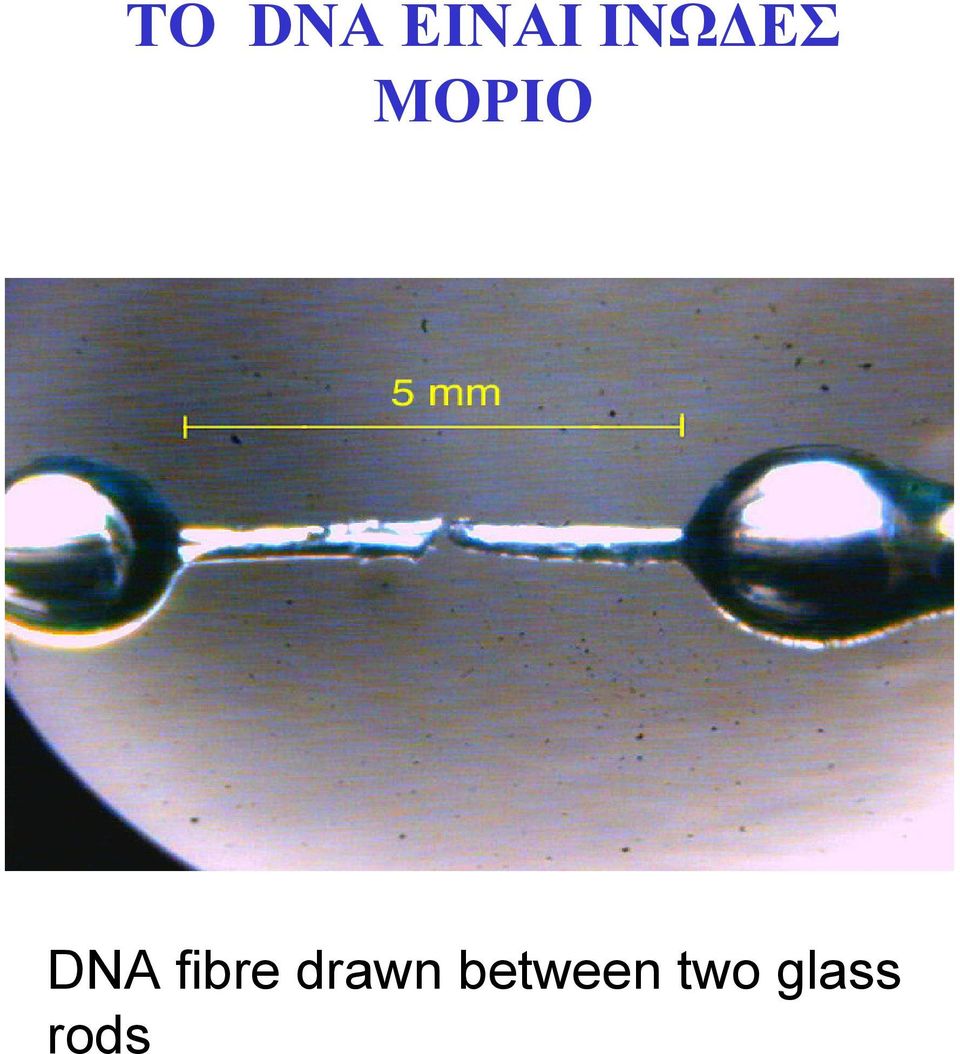 DNA fibre drawn