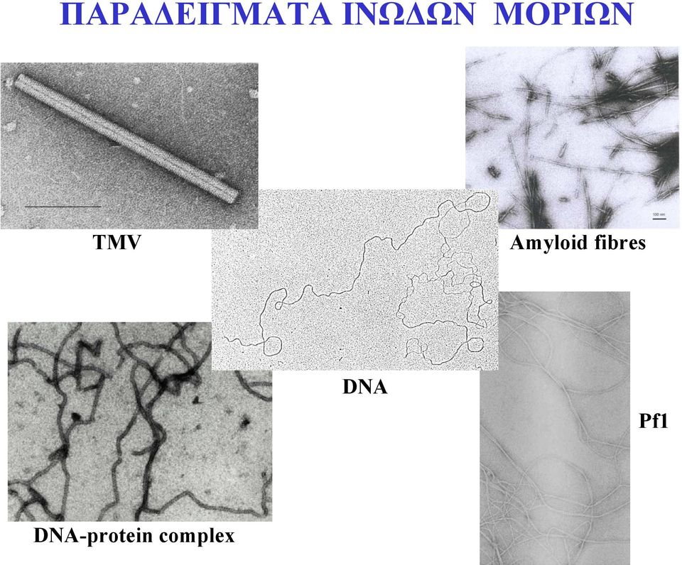 Amyloid fibres DNA