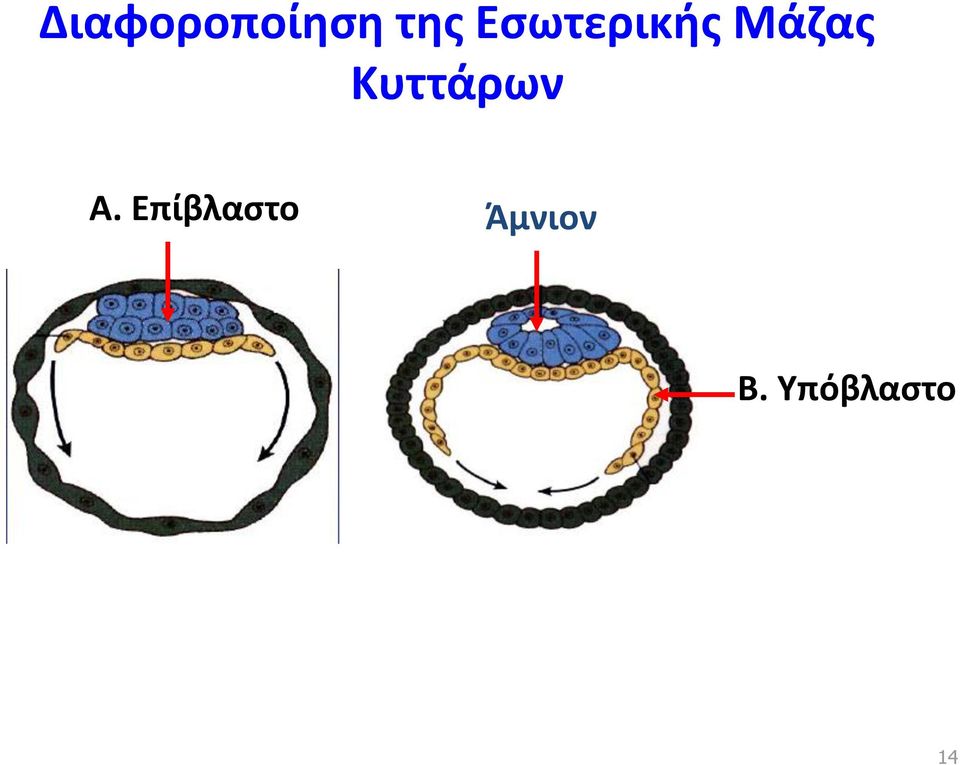 Κυττάρων A.