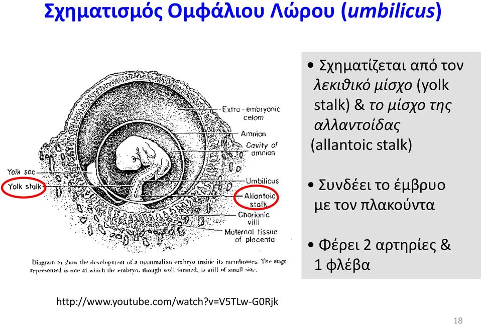 (allantoic stalk) Συνδέει το έμβρυο με τον πλακούντα Φέρει