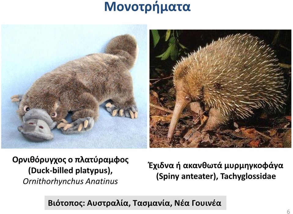 Έχιδνα ή ακανθωτά μυρμηγκοφάγα (Spiny anteater),