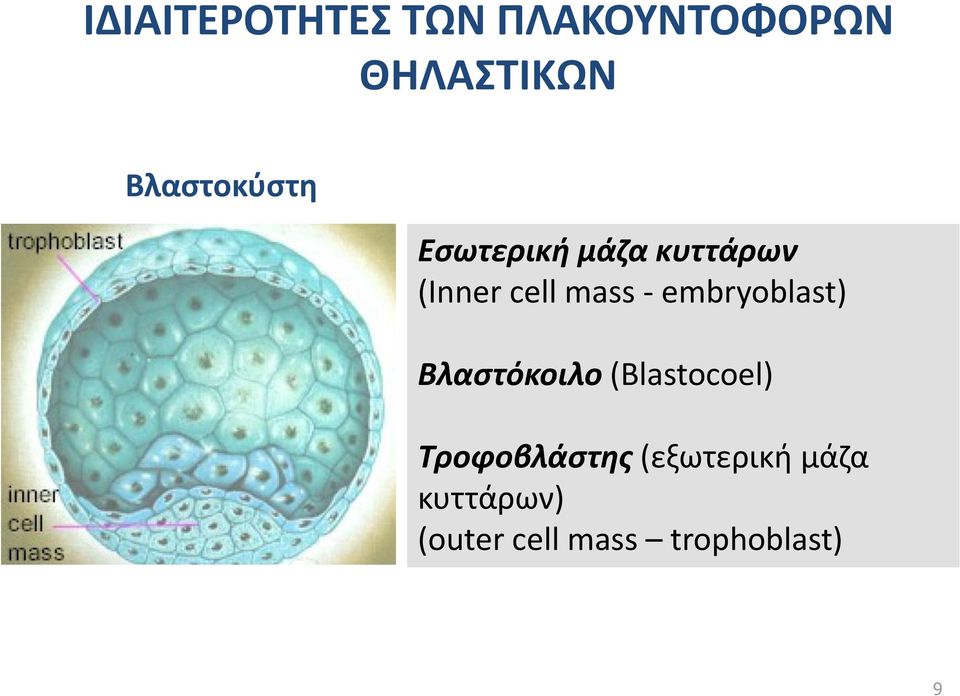 mass - embryoblast) Βλαστόκοιλο (Blastocoel)