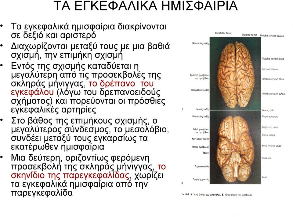 πορεύονται οι πρόσθιες εγκεφαλικές αρτηρίες Στο βάθος της επιμήκους σχισμής, ο μεγαλύτερος σύνδεσμος, το μεσολόβιο, συνδέει μεταξύ τους εγκαρσίως τα