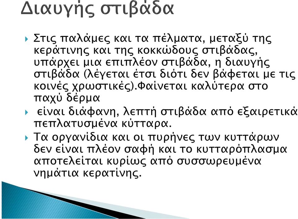 Φαίνεται καλύτερα στο παχύ δέρµα είναι διάφανη, λεπτή στιβάδα από εξαιρετικά πεπλατυσµένα κύτταρα.