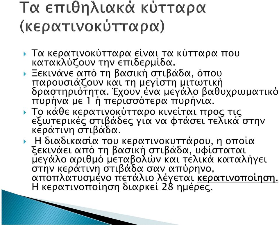 Έχουν ένα µεγάλο βαθυχρωµατικό πυρήνα µε 1 ή περισσότερα πυρήνια.