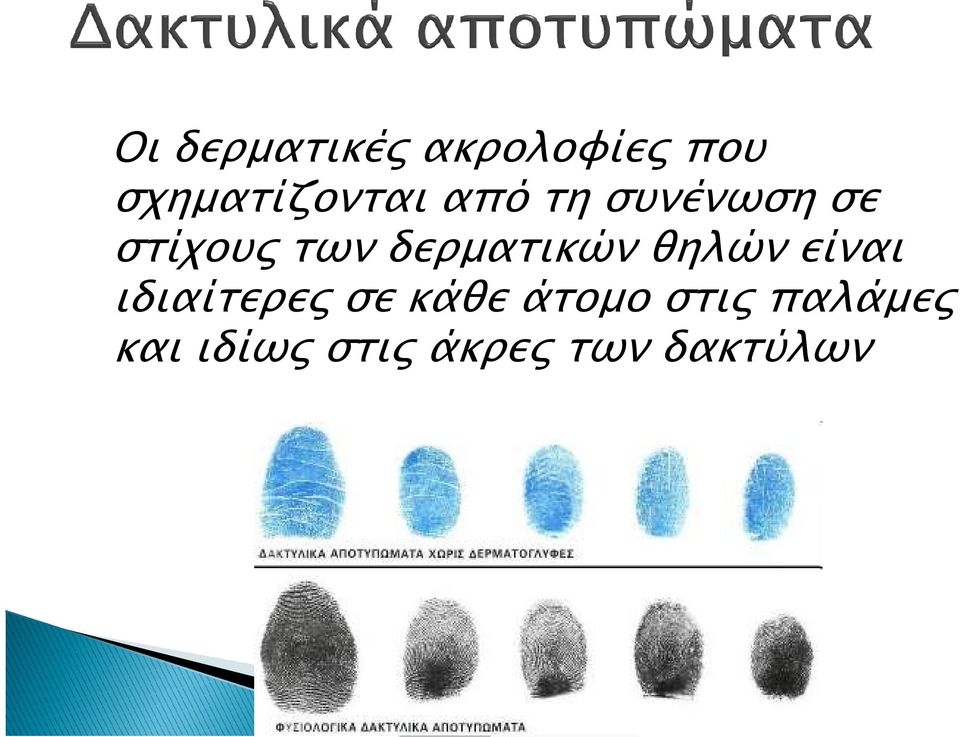 των δερµατικών θηλών είναι ιδιαίτερε σε