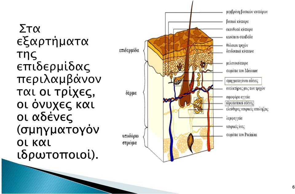 οι όνυχε και οι αδένε