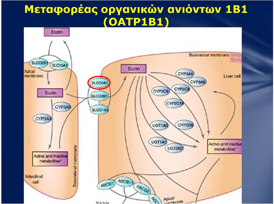 ανιόντων