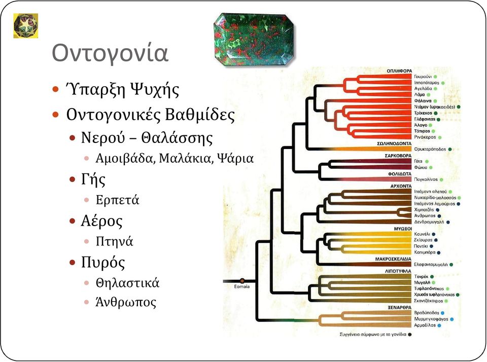 Θαλάσσης Αμοιβάδα, Μαλάκια,