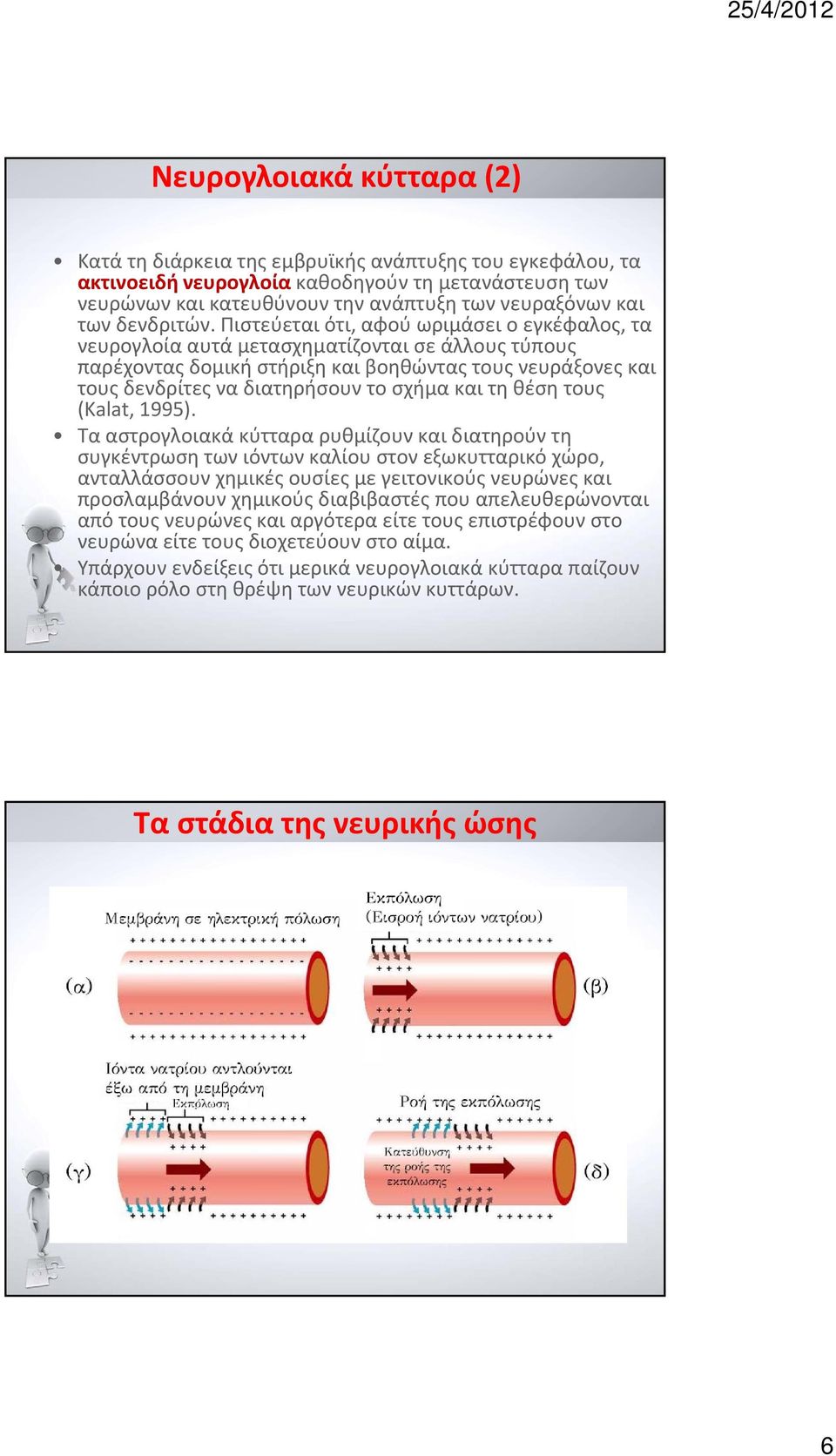 Πιστεύεται ότι, αφού ωριμάσει ο εγκέφαλος, τα νευρογλοία αυτά μετασχηματίζονται σε άλλους τύπους παρέχοντας δομική στήριξη και βοηθώντας τους νευράξονες και τους δενδρίτες να διατηρήσουν το σχήμα και