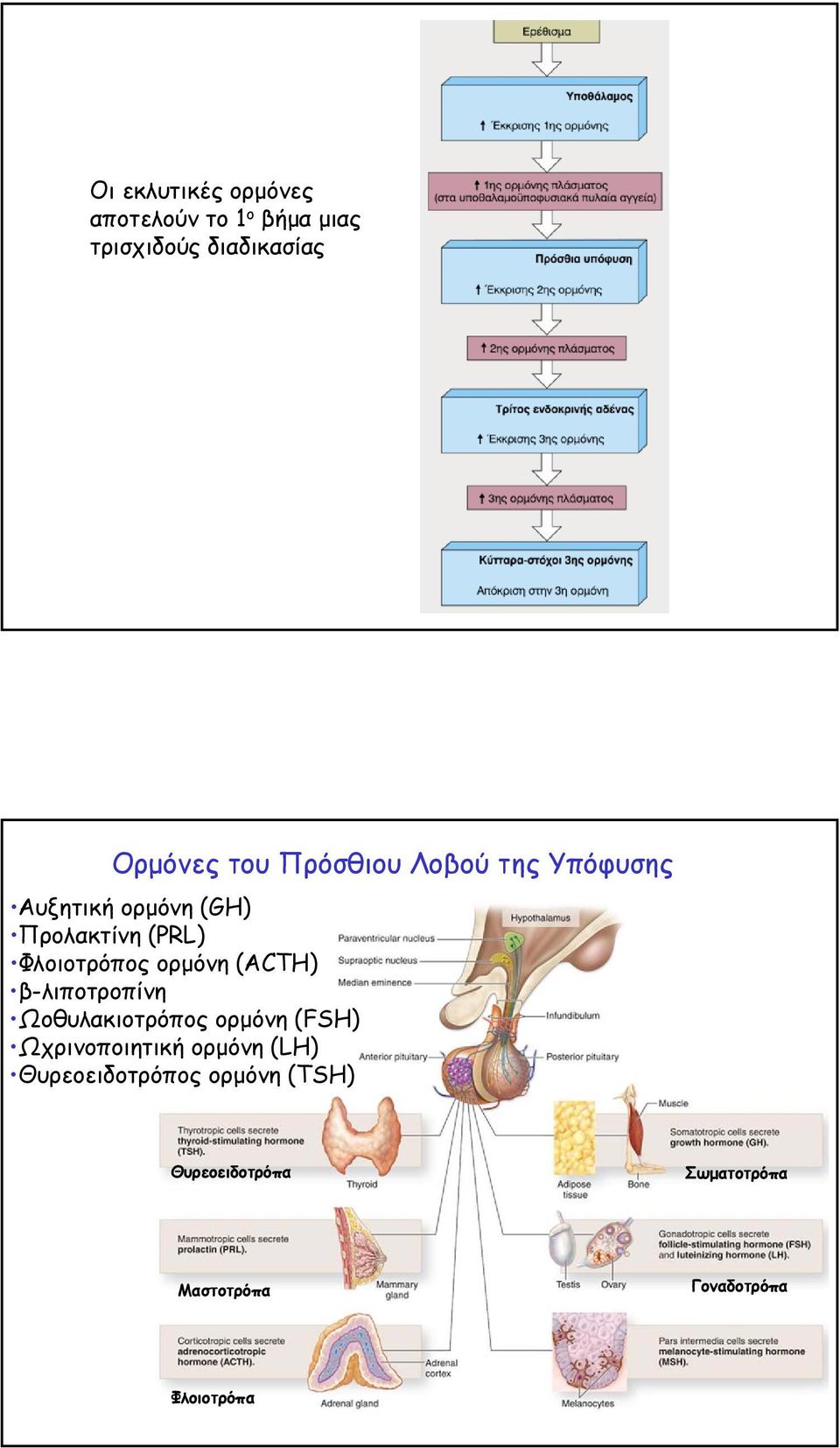 ορµόνη (ACTH) β-λιποτροπίνη Ωοθυλακιοτρόπος ορµόνη (FSH) Ωχρινοποιητική ορµόνη (LH)