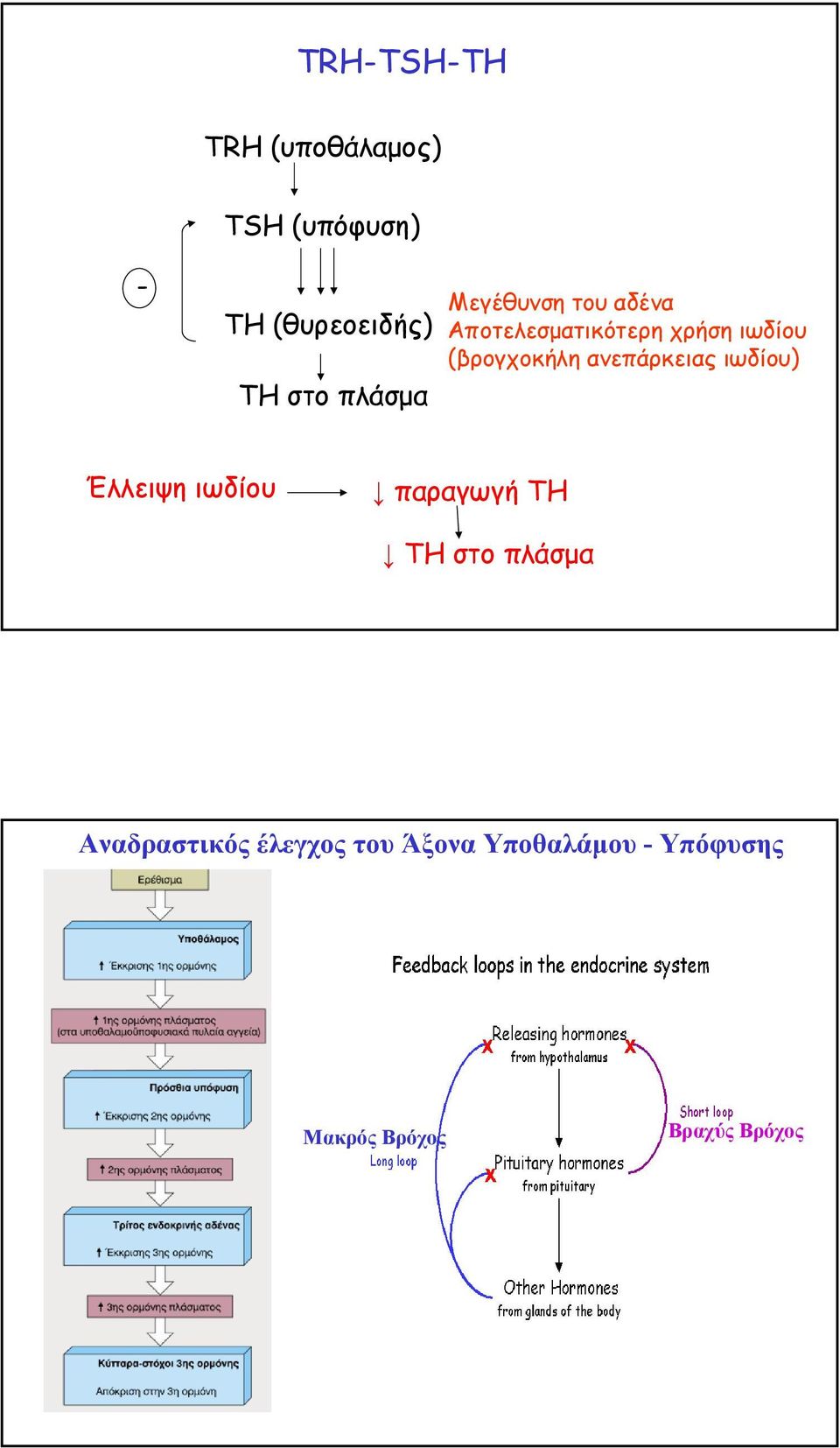 (βρογχοκήλη ανεπάρκειας ιωδίου) Έλλειψη ιωδίου παραγωγή ΤΗ ΤΗ στο