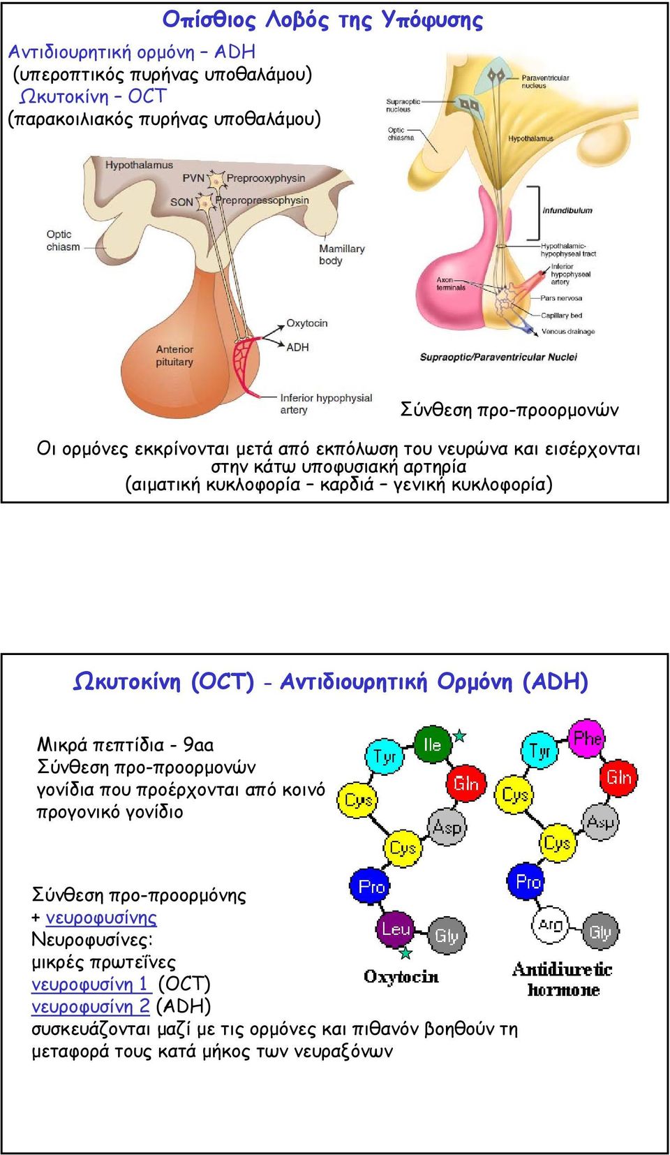 Αντιδιουρητική Ορµόνη (ADH) Μικρά πεπτίδια -9aa Σύνθεση προ-προορµονών γονίδια που προέρχονται από κοινό προγονικό γονίδιο Σύνθεση προ-προορµόνης + νευροφυσίνης