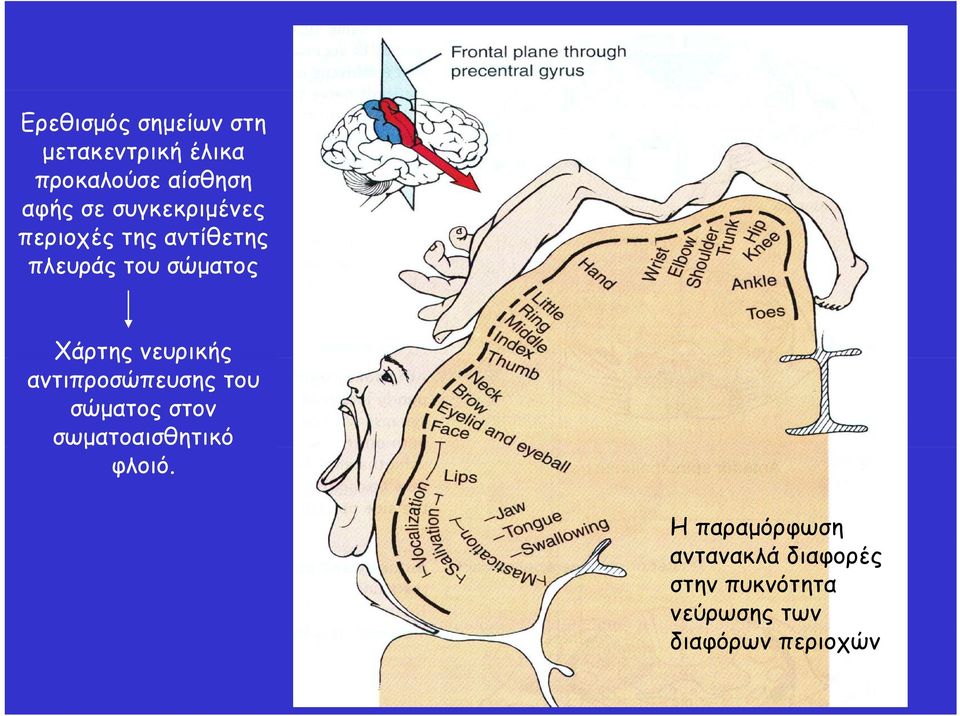 νευρικής αντιπροσώπευσης του σώματος στον σωματοαισθητικό φλοιό.