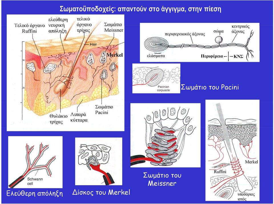 Σωμάτιο του Pacini Ελεύθερη