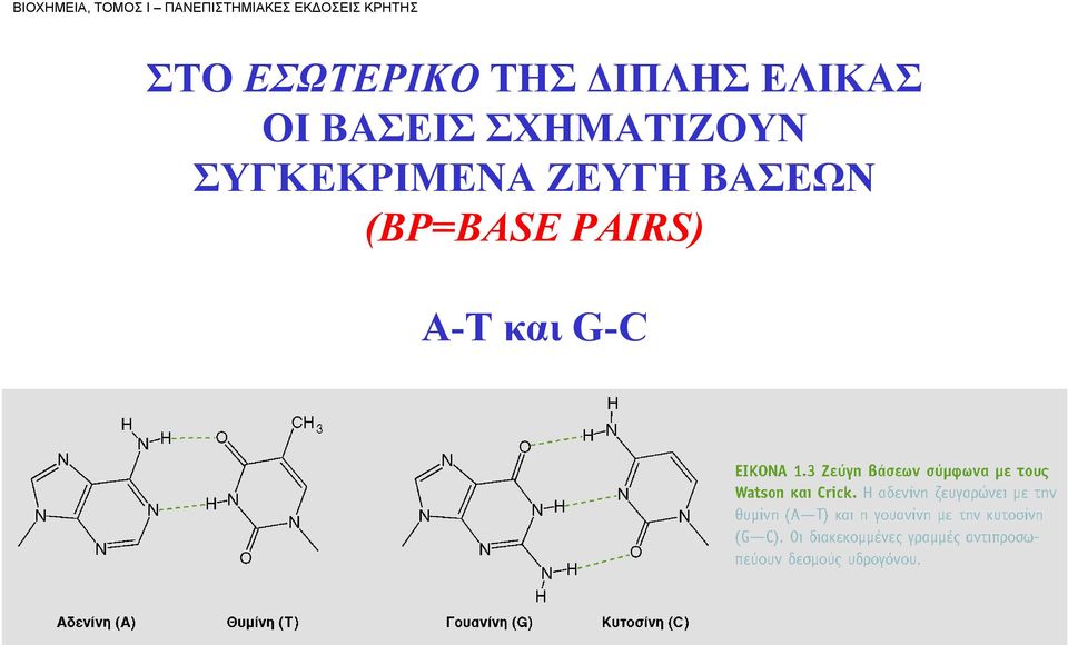 ΔΙΠΛΗΣ ΕΛΙΚΑΣ ΟΙ ΒΑΣΕΙΣ ΣΧΗΜΑΤΙΖΟΥΝ