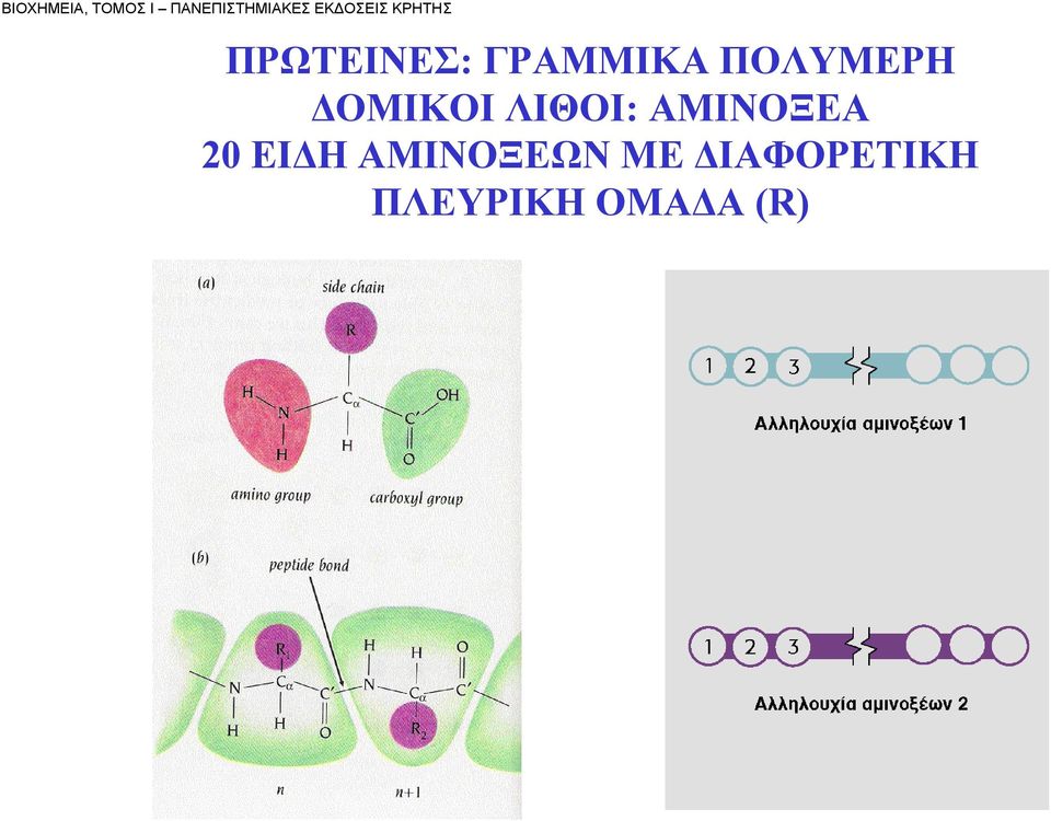 ΠΟΛΥΜΕΡΗ ΔΟΜΙΚΟΙ ΛΙΘΟΙ: ΑΜΙΝΟΞΕΑ 20