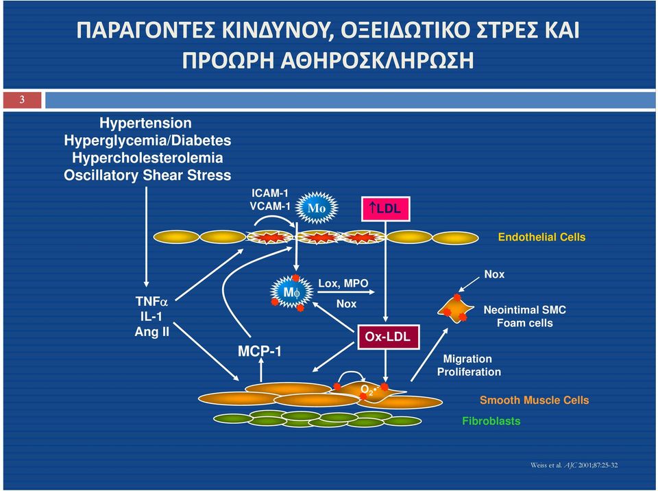 LDL Endothelial Cells TNFα IL-1 Ang II MCP-1 Mφ Lox, MPO Nox Ox-LDL Nox Neointimal SMC