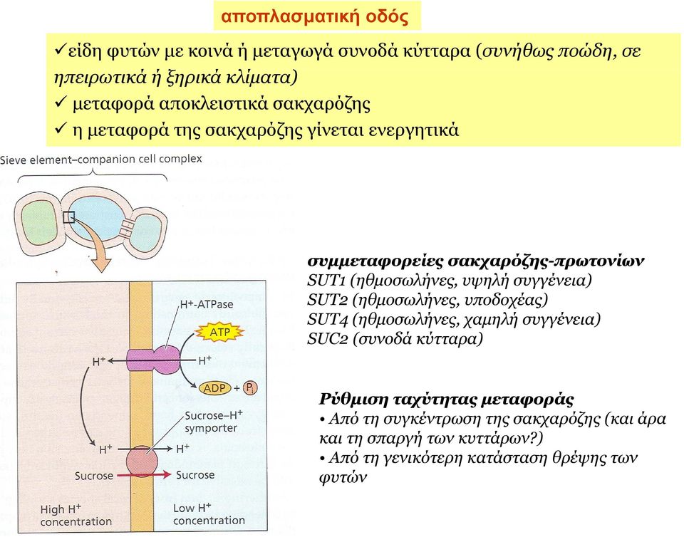 θ υψηλή συγγένεια) ) SUT2 (ηθμοσωλήνες, υποδοχέας) SUT4 (ηθμοσωλήνες, χαμηλή συγγένεια) SUC2 (συνοδά κύτταρα) Ρύθμιση