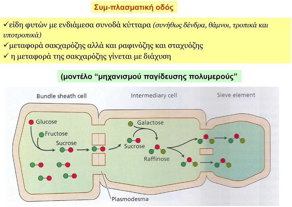 σακχαρόζης αλλά και ραφινόζης και σταχυόζης η μεταφορά της