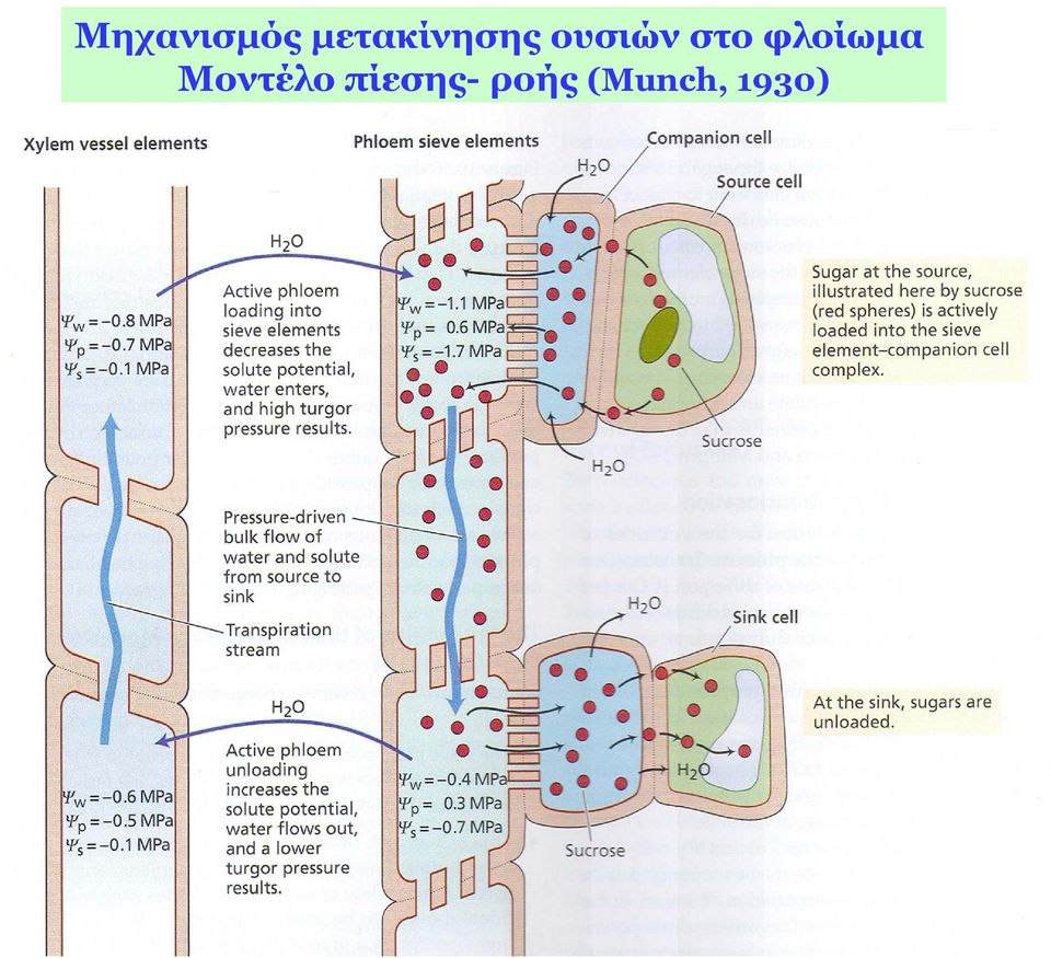 στο φλοίωμα