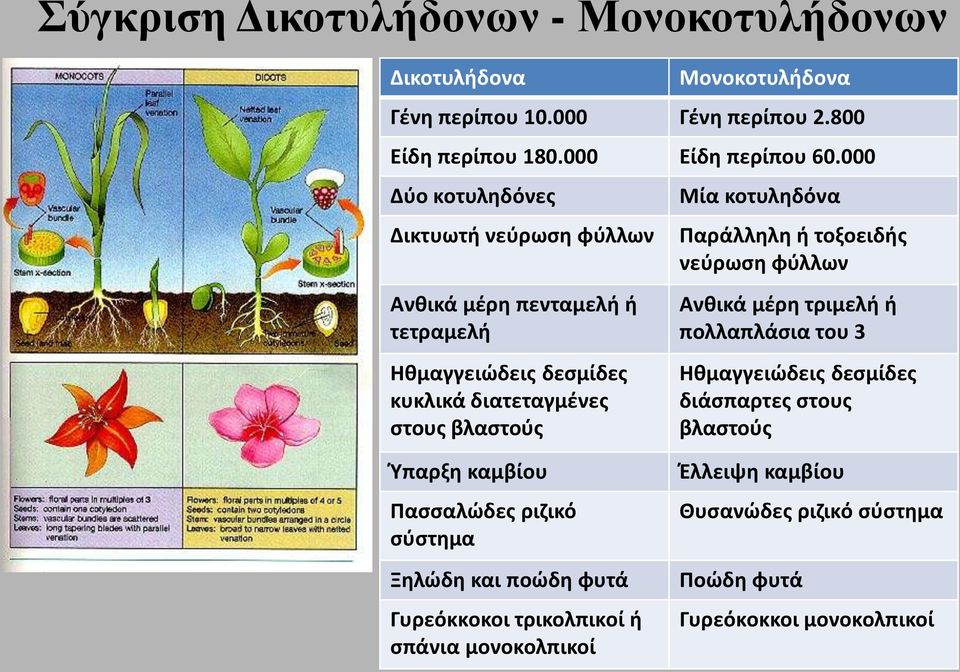 Παράλλθλθ ι τοξοειδισ νεφρωςθ φφλλων Ανκικά μζρθ τριμελι ι πολλαπλάςια του 3 Ηκμαγγειϊδεισ δεςμίδεσ διάςπαρτεσ ςτουσ βλαςτοφσ Υπαρξθ καμβίου Παςςαλϊδεσ