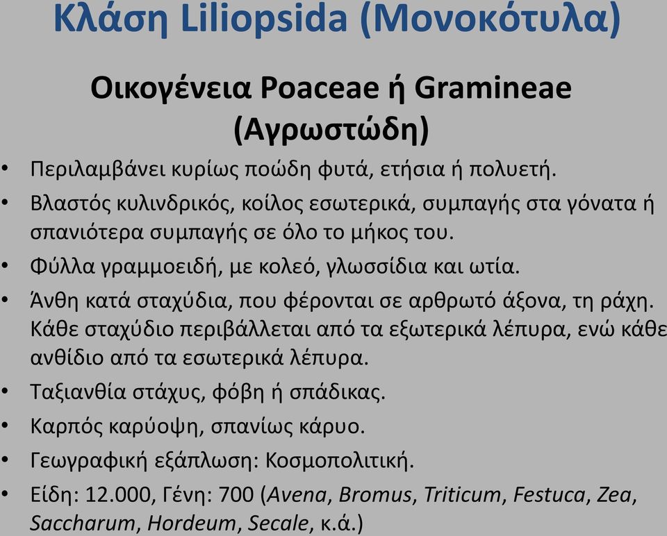 Άνκθ κατά ςταχφδια, που φζρονται ςε αρκρωτό άξονα, τθ ράχθ. Κάκε ςταχφδιο περιβάλλεται από τα εξωτερικά λζπυρα, ενϊ κάκε ανκίδιο από τα εςωτερικά λζπυρα.