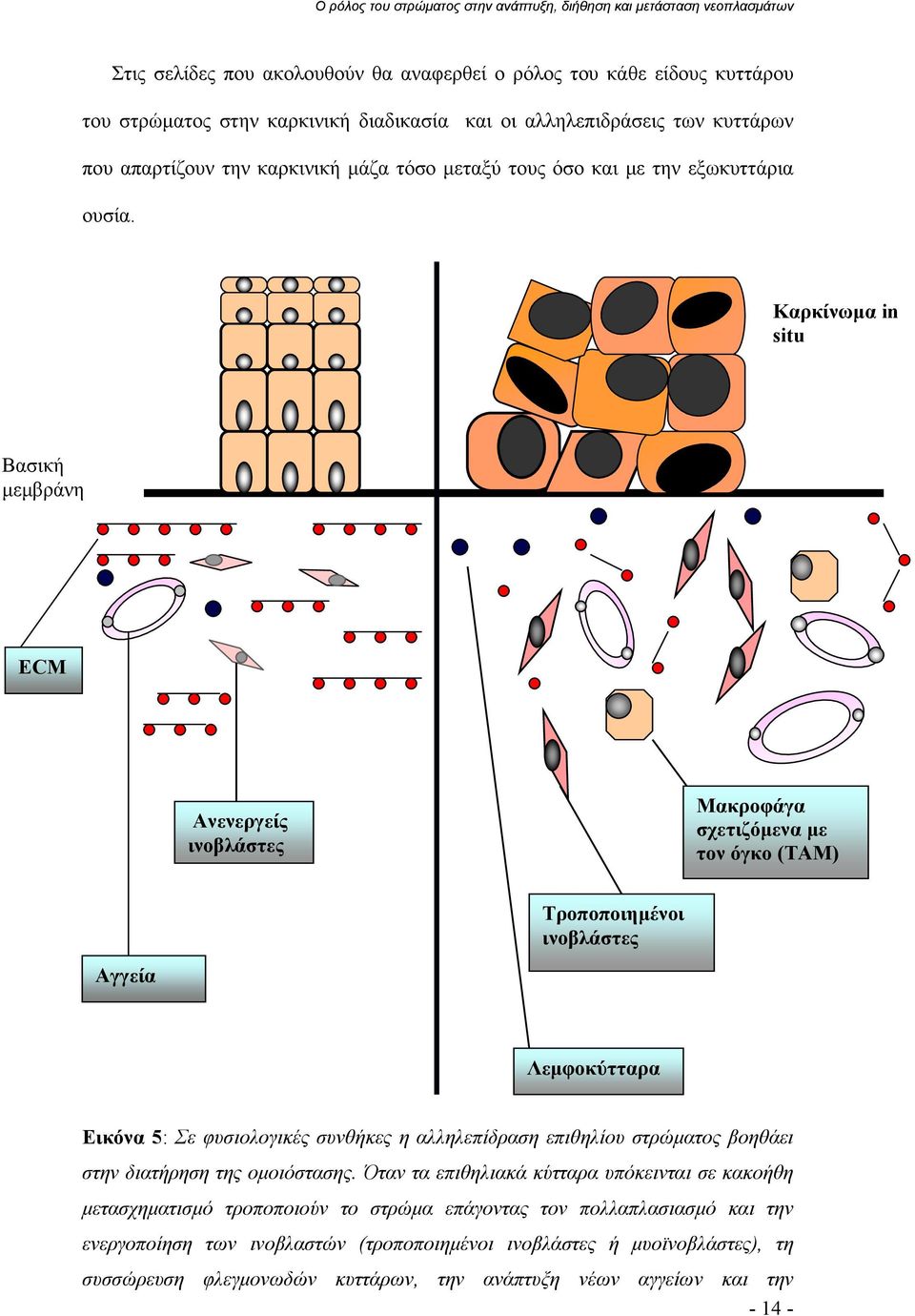 Καρκίνωμα in situ Βασική μεμβράνη ECM Ανενεργείς ινοβλάστες Μακροφάγα σχετιζόμενα με τον όγκο (ΤΑΜ) Τροποποιημένοι ινοβλάστες Αγγεία Λεμφοκύτταρα Εικόνα 5: Σε φυσιολογικές συνθήκες η