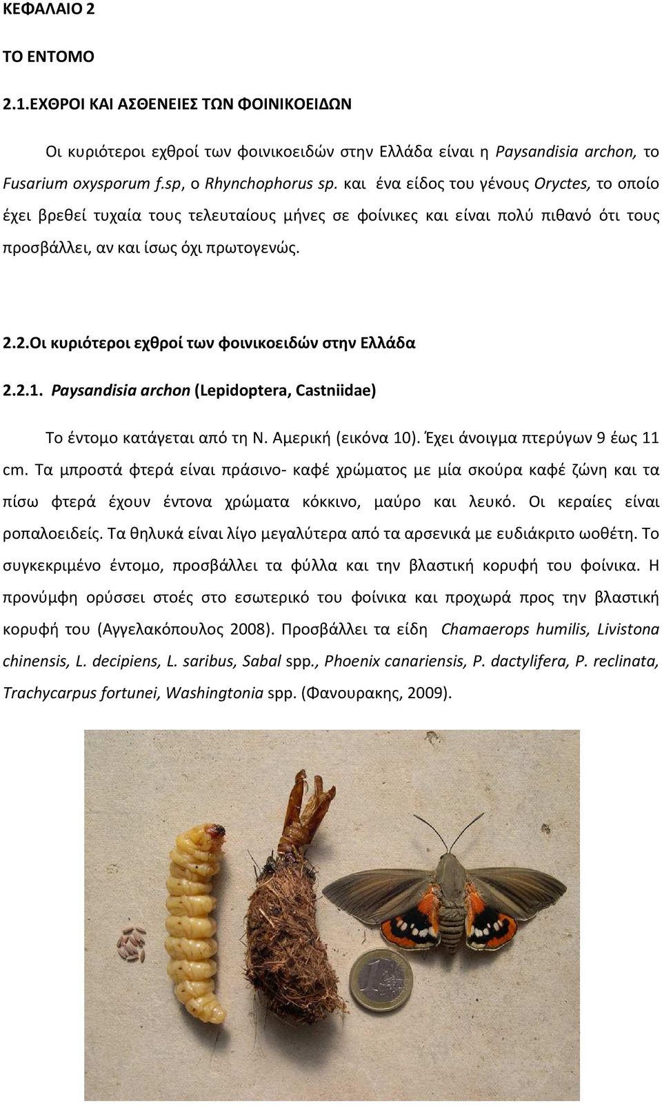 2.Οι κυριότεροι εχθροί των φοινικοειδών στην Ελλάδα 2.2.1. Paysandisia archon (Lepidoptera, Castniidae) Το έντομο κατάγεται από τη Ν. Αμερική (εικόνα 10). Έχει άνοιγμα πτερύγων 9 έως 11 cm.