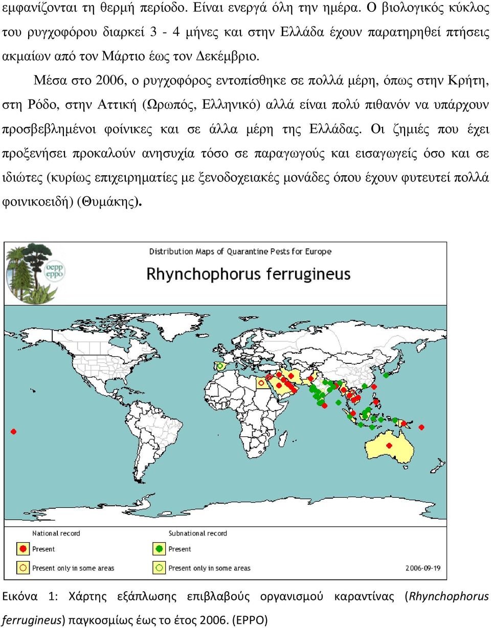 Μέσα στο 2006, ο ρυγχοφόρος εντοπίσθηκε σε πολλά µέρη, όπως στην Κρήτη, στη Ρόδο, στην Αττική (Ωρωπός, Ελληνικό) αλλά είναι πολύ πιθανόν να υπάρχουν προσβεβληµένοι φοίνικες και σε