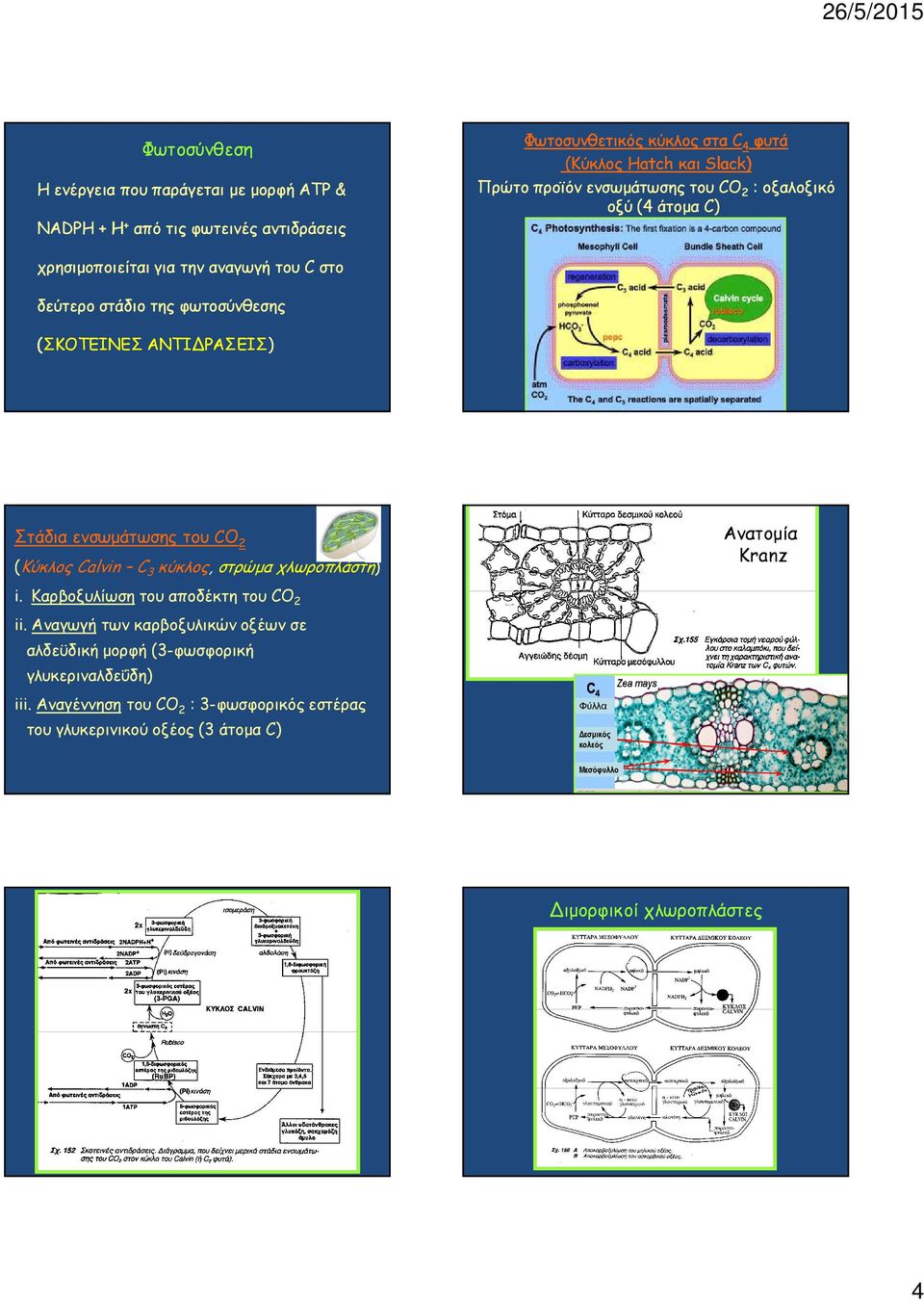 του CO 2 (Κύκλος Calvin C 3 κύκλος, στρώµα χλωροπλάστη) Ανατοµία Kranz i. Καρβοξυλίωση του αποδέκτη του CO 2 ii.