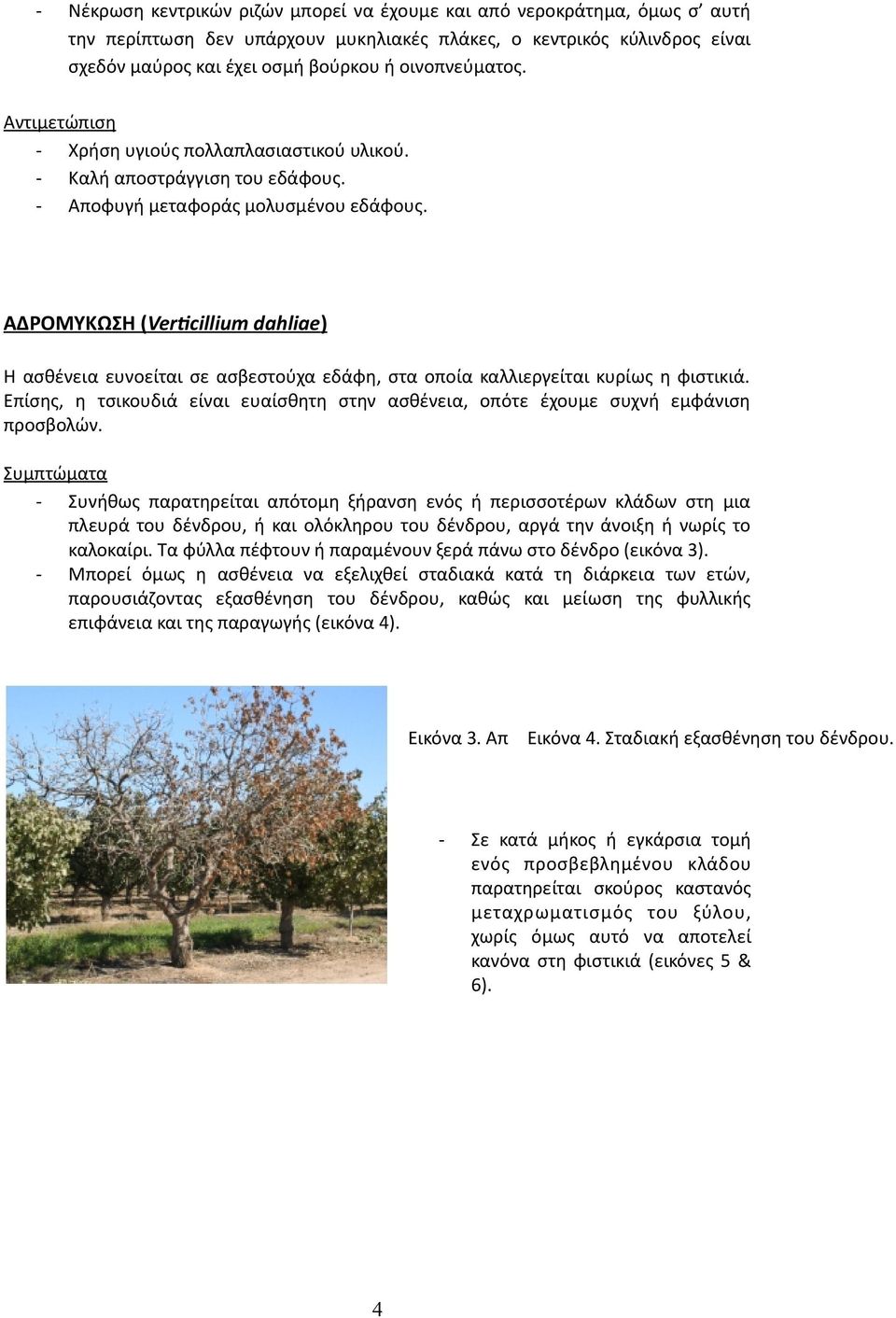ΑΔΡΟΜΥΚΩΣΗ (Vertcillium dahliae) Η ασθένεια ευνοείται σε ασβεστούχα εδάφη, στα οποία καλλιεργείται κυρίως η φιστικιά.