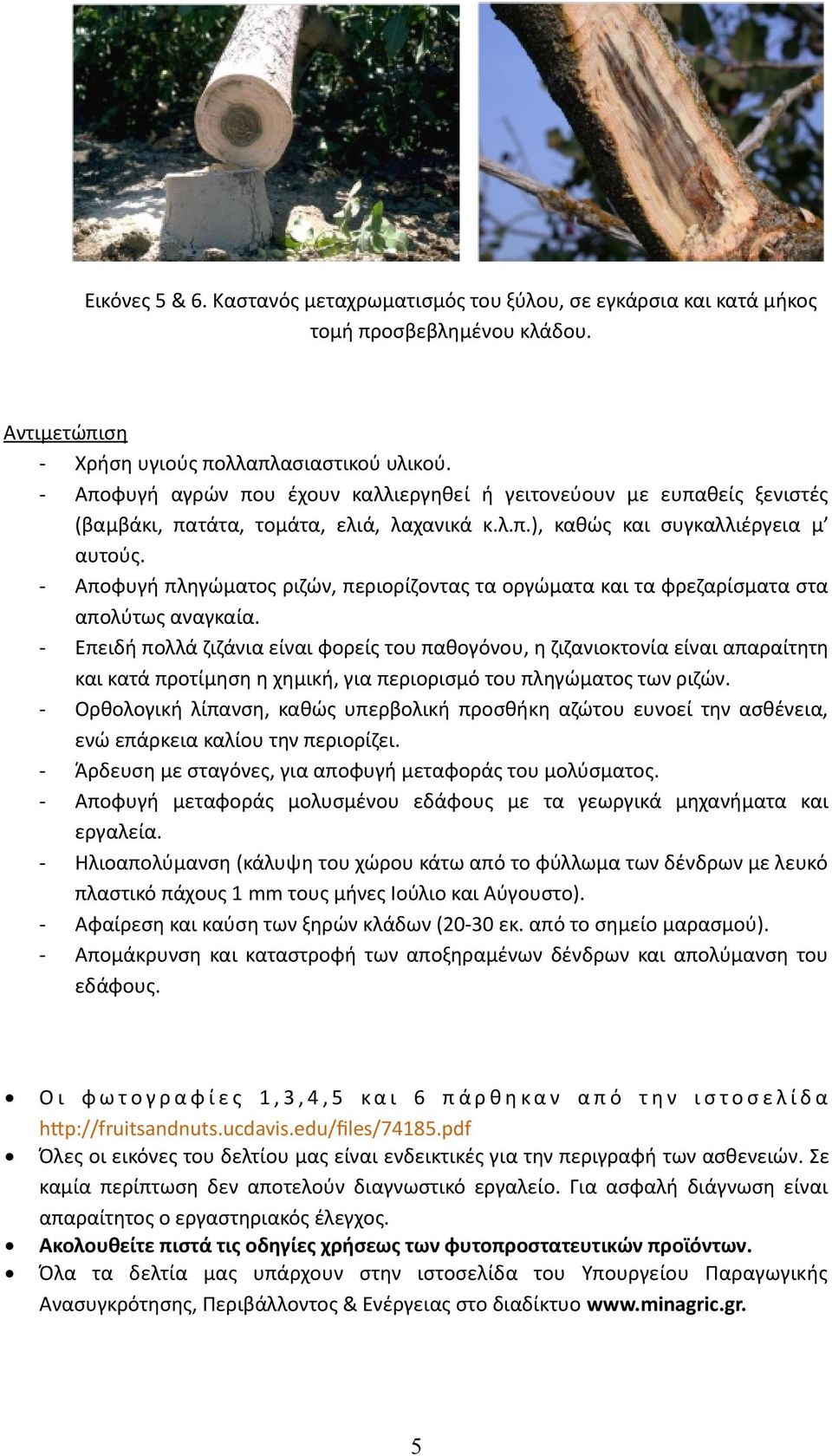 - Αποφυγή πληγώματος ριζών, περιορίζοντας τα οργώματα και τα φρεζαρίσματα στα απολύτως αναγκαία.